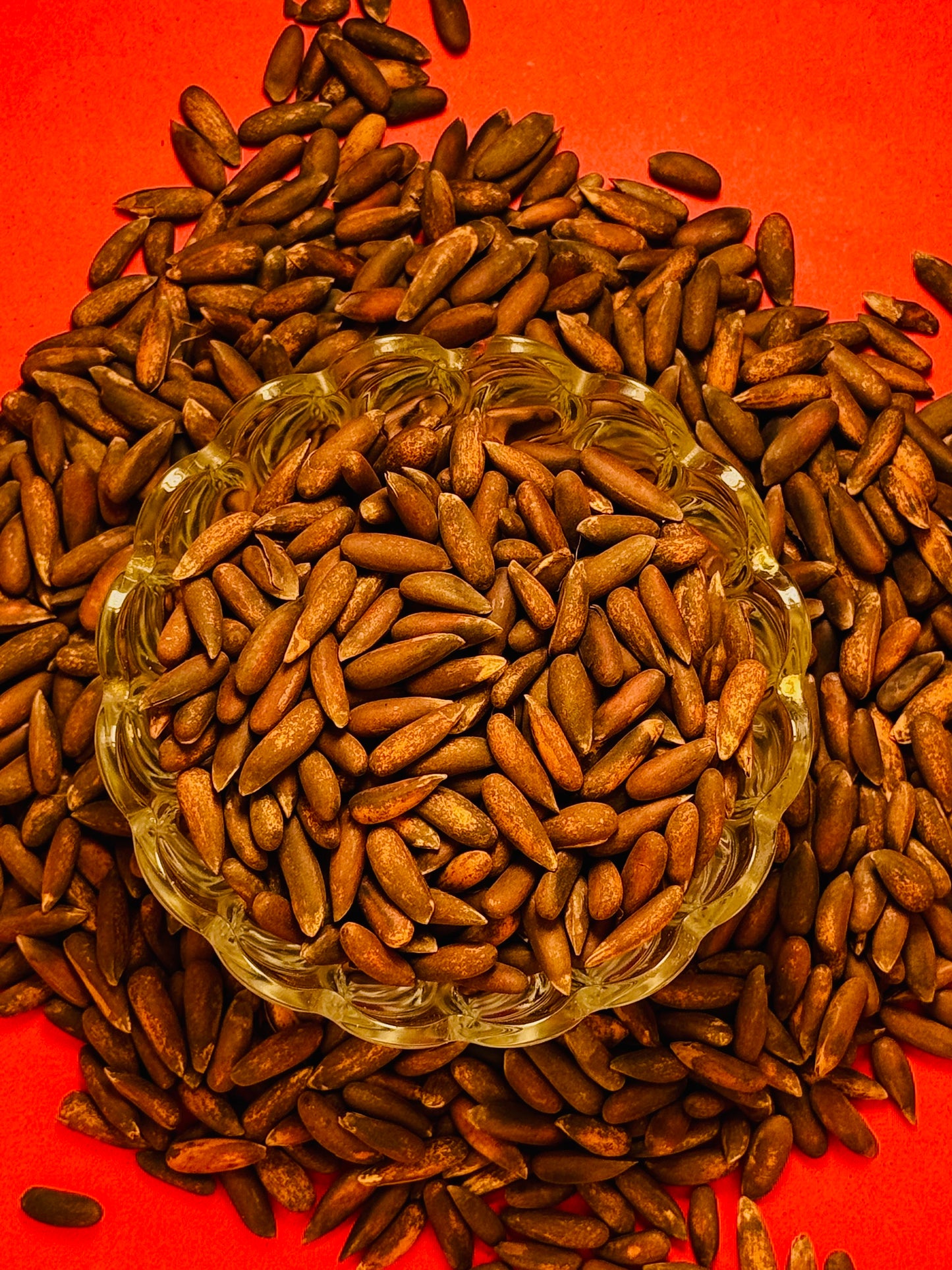 Buy Chilgoza | Original Pakistani Pine Nuts – ZarnutsPK